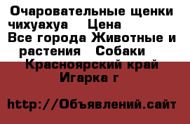 Очаровательные щенки чихуахуа  › Цена ­ 25 000 - Все города Животные и растения » Собаки   . Красноярский край,Игарка г.